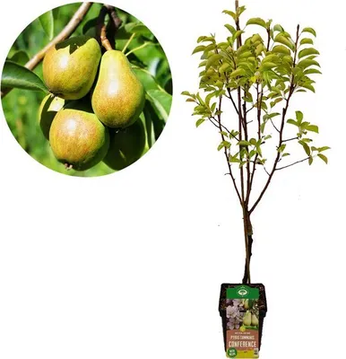 A pear tree sapling in a pot, with a close-up inset of pears on a branch.