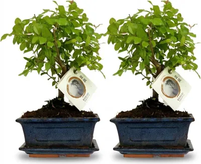 Immagine prodotto di Set di bonsai - 2 piante - Altezza 25-30cm - Chioma sferica - In vaso