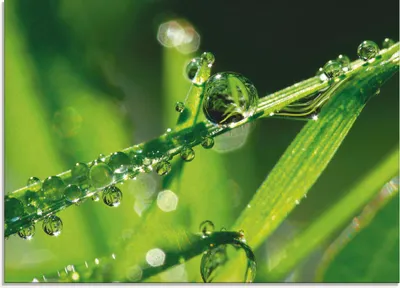 Produktbild von ARTland Glasbild Wassertropfen auf Gras Größe: 80x60 cm