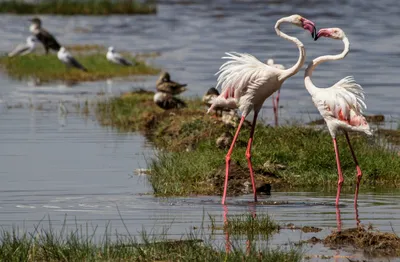Produktbild von hansepuzzle 78757 - Flamingos Puzzle, 500 Teile, Natur, 46,0 x 30,0cm mit hochwertiger Aufbewahrung, Kartonbox und wiederverschließbarem Beutel