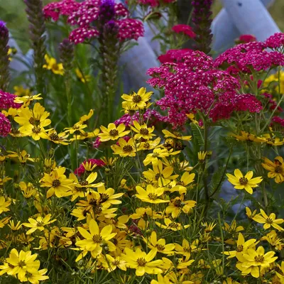 Zdjęcie produktu dla Bloomique - Zestaw 6 szt. - Achillea Millefolium ‘Cerise Queen’ - Krwawnik pospolity - Obficie kwitnący - Odporny na zimę - Bylina - Okrywowa - Wysokość 10-20 cm - Doniczka 9 cm