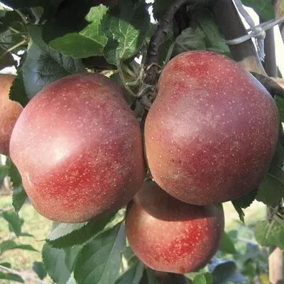 Produktbild von Rubinette Rosso ® Apfelbaum - Buschbaum Topfballen (Versandzeit: ganzjährig)
