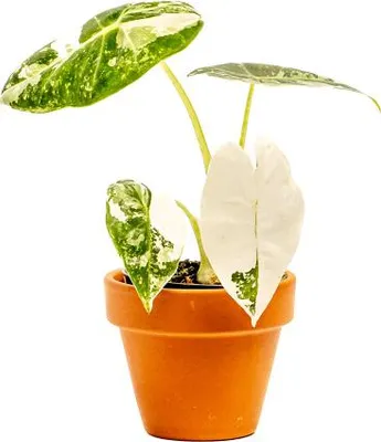 Obrázek produktu pro Gardners Alocasia Frydek Variegata, průměr 6 cm