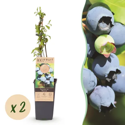 Produktbild von Green boutiQ - Fruchtpflanze - Vaccinium corymbosum Bluecrop - Heidelbeere - Winterhart - Blaubeere - 2 Pflanzen - Topf 15cm - Höhe 50cm