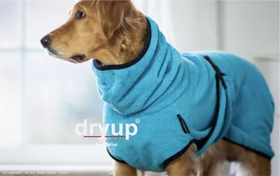 A golden retriever wearing a blue dog coat.