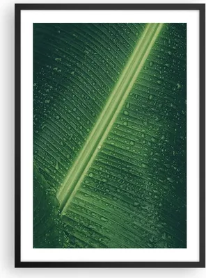 Produktbild von Gerahmtes Poster - Schwarzer Rahmen - Makro Blatt Tropfen - 50x70 cm - Wand Bild - Wanddeko - Wandbilder - Kunstposter - Wandposter - Bilderrahmen - Bilder - Kunstdruck - P2BPA50x70-4372