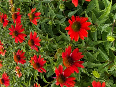 Produktbild von 6 x Echinacea sombrero 'flamenco orange' - Sonnenhut - Topf 9x9 cm
