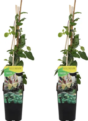 Produktbild von Bloomique - 2er-Set - Lonicera periclymenum - Wildes Geißblatt - Gelb - Kletterpflanzen - Gartenpflanzen - Winterhart - Topf 15 cm - 70-80 cm hoch