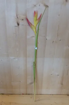 Produktbild von Paradieszweig Strelitzia Blume Warentuin Natuurlijk
