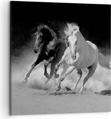 Produktbild von Bild auf Leinwand - Leinwandbild - Einteilig - Andalusier Pferde Galopp - 50x50cm - Wand Bild - Wanddeko - Wandbilder - Leinwanddruck - Bilder - Wanddekoration - Leinwand bilder - AC50x50-4240