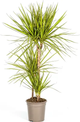 Zdjęcie produktu dla Smocze drzewo - Dracaena Marginata 'Sunray' - Roslina domowa - Ø21cm - Wysokosc