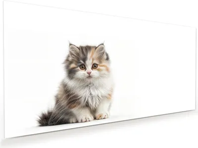 Produktbild von Glasbild 100x50cm in XXL für Wohnzimmer, Schlafzimmer Motiv Flauschige Katze