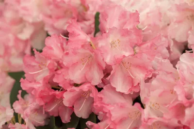 Produktbild von Rhododendron yakushimanum 'Marlis', rosa Blüten, 40–50 cm