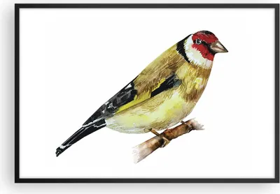 Produktbild von Gerahmtes Poster - Schwarzer Rahmen - Stieglitz Vogel Aquarell - 91,5x61 cm - Wand Bild - Wanddeko - Wandbilder - Wandposter - Bilderrahmen - Bilder - Kunstdruck - Wandbild - P2BAA91x61-4179