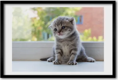 Produktbild von Bild 60x40 MDF-Rahmen, Wandkunst Kleine Katze am Fenster
