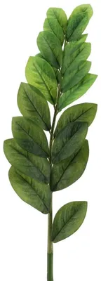 Produktbild von Künstlicher Glücksfeder-Zweig 85cm, Zamioculcas Kunstpflanze Grün