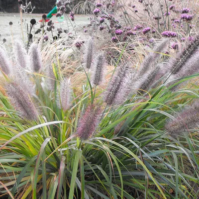 Produktbild von 6 x Niedriges Lampenputzergras  - Pennisetum alopecuroides 'Moudry'  | Topf 9cm x 9cm