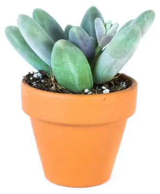 Obrázek produktu pro Gardners Pachyphytum, průměr 6 cm