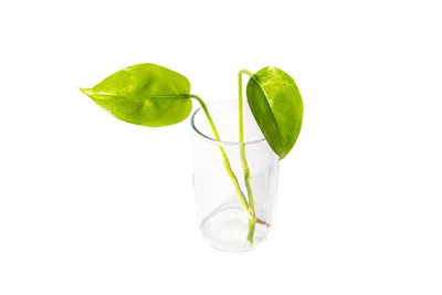 Obrázok produktu pre Gardners Epipremnum Aureum - odrezky na zakorenenie