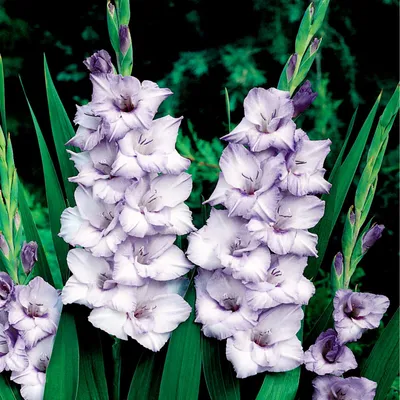 Obrázok produktu pre Gladiolus Veľkokvetý Gladiolus Blue Tropic 5 ks cibule gladiolus