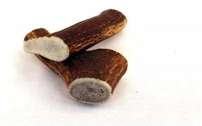 Immagine prodotto di Snack con corna di masticatore - S