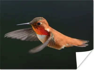 Produktbild von MuchoWow® Poster Kolibri - Federn - Schwarz 120x90 cm - Wandbild