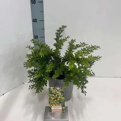 Obrázok produktu pre Berberis frikartii 'Telstar' – dřišťál | 25–30 cm v črepníku