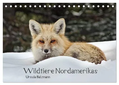 Produktbild von Wildtiere Nordamerikas (Tischkalender 2027 DIN A5 quer), CALVENDO Monatskalender