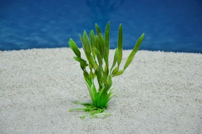 Produktbild von Amtra Valisneria S 10 cm – Künstliche Pflanze Aquarium