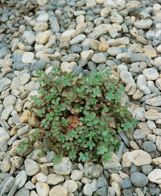Produktbild von Acaena caesiiglauca, Blauer Stachelnüsschen, ca. 9x9 cm Topf