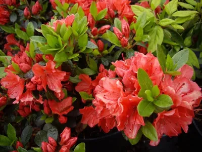 Produktbild von Japanische Azalee Geisha Orange - Syn. Satschiko - Rhododendron obtusum - 30-40cm