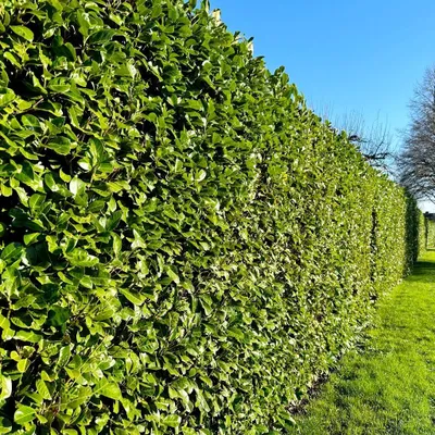 Immagine prodotto di Set di 4 arbusti di lauroceraso (Prunus laurocerasus 'rotundifolia') – altezza 30 cm – dimensione vaso 9 cm