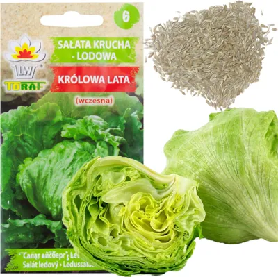Obrázek produktu pro Křupavý ledový salát Královna letních salátů Semena rané zeleniny 1G