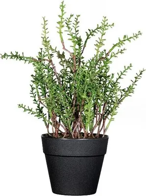 Produktbild von artplants.de Künstlicher Thymian DURNAS im Dekotopf, grün, 24cm - Dekokraut
