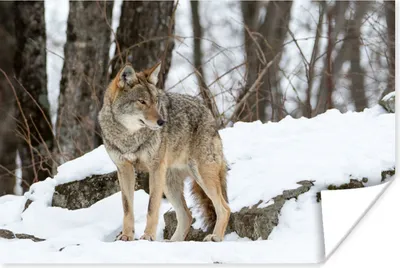 Produktbild von MuchoWow® Poster Wolf - Schnee - Wald 60x40 cm - Schlafzimmerdekoration
