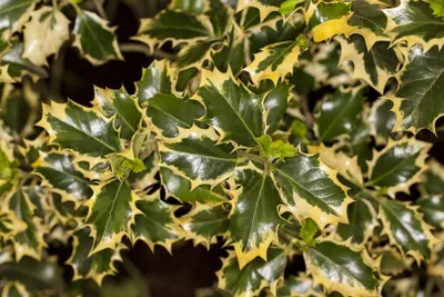 Produktbild von Ilex aquifolium 'Rubricaulis Aurea', Stechpalme, buntlaubig, 30–40 cm