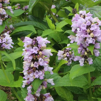 Obrázek produktu pro 6 x máta kočičí - Nepeta subsessilis | květináč 9cm x 9cm