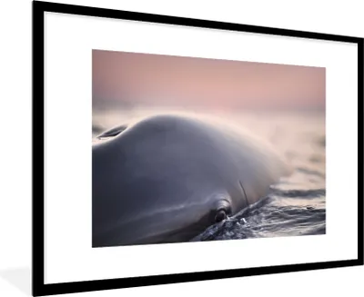 Produktbild von MuchoWow® MuchoWow® Gerahmtes Poster Delfin - Wasser - Nahaufnahme 90x60 cm - Poster mit zchwarzem Bilderrahmen - Wanddekoration - Fotos