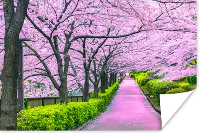 Produktbild von MuchoWow® Poster Sakura - Japan - Frühling 120x80 cm - Bilder