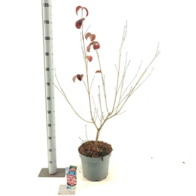 Image de Cornus kousa 'Satomi' - Cornouiller du Japon | 60-80 cm en pot