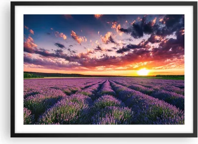 Produktbild von Gerahmtes Poster - Schwarzer Rahmen - Lavendel Berge Feld - 70x50 cm - Wand Bild - Wanddeko - Wandbilder - Kunstposter - Wandposter - Bilderrahmen - Bilder - Kunstdruck - Wandbild - P2BAA70x50-3816