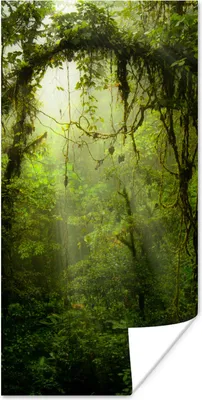 Produktbild von MuchoWow® Poster Grün getöntes Bild des Regenwaldes von Costa Rica 75x150 cm - Dekoration für die Wände