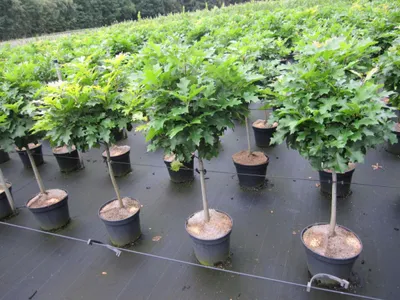 Produktbild von Hochstamm - Quercus palustris Green Dwarf - kugelige Sumpfeiche - 80cm Stamm