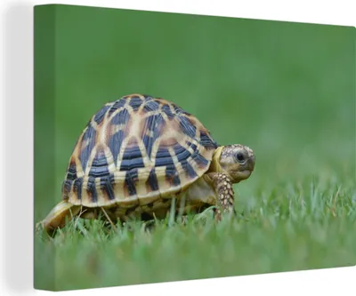 Produktbild von OneMillionCanvasses® - Leinwandbilder - 140x90 cm, Schildkröte im Gras, Wandbilder Kunstdruck Wanddekoration - Foto auf Leinwand - Gemälde auf Holzrahmen