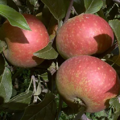 Produktbild von Obstbaum Apfelbaum Äpfel 2jährig Sommer- Herbst- Winter Apfel , Apfelbaum Varianten:Ingrid Marie Herbstapfel