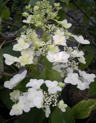 Produktbild von Rispenhortensie Unique - Hydrangea paniculata Unique - 40-60cm