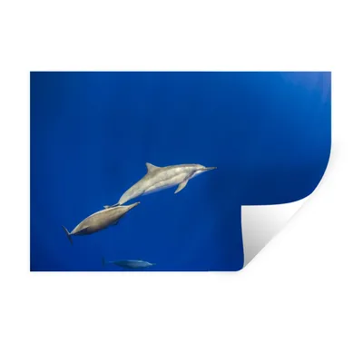 Produktbild von MuchoWow® Wandtattoo Wandsticker Wandaufkleber Delfin - Tier - Meer 120x80 cm Selbstklebend und Repositionierbar - Selbstklebend - Fototapeten
