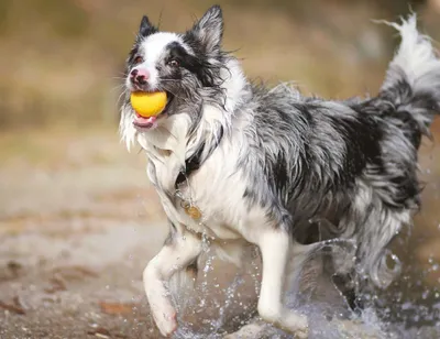 A dog is running through water with a ball in its mouth.