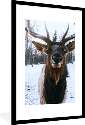 Produktbild von MuchoWow® MuchoWow® Gerahmtes Poster Hirsche - Geweihe - Schnee 60x90 cm - Poster mit zchwarzem Bilderrahmen - Dekoration - Wandposter Wohnzimmer - Hochwertig