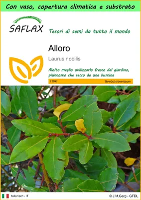 Immagine prodotto di SAFLAX Garden to go - Alloro - 6 semi - Laurus